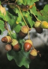 Фото: Дуб черешчатый - Quercus robur. . Растения для сада и огорода, Харьков, Московский район